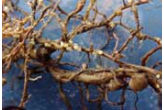 Photo: SCN cysts on soybean roots.