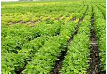 Photo: genetic differences between soybean varieties in research plot grown under SCN pressure.