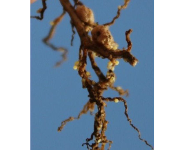 Photo: SCN - soybean roots