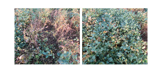 Soybeans treated with FST/IST and FST/IST + ILeVO fungicide at a research location  near Lawrence