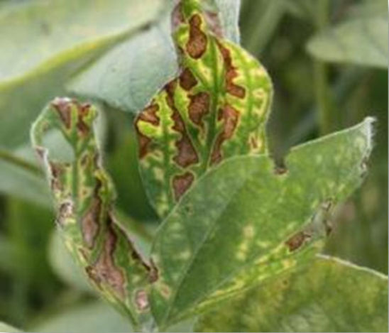 Photo: SDS - soybean leaf