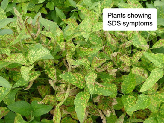 Soybean plants showing SDS symptoms.