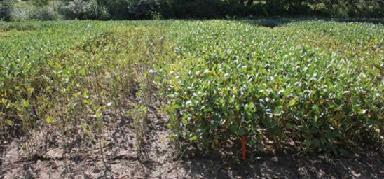Photo: Differences in SDS severity between Pioneer® brand variety 92M82 (left) vs. 92Y53 (right) on Aug. 17, 2012, near Decatur, MI.