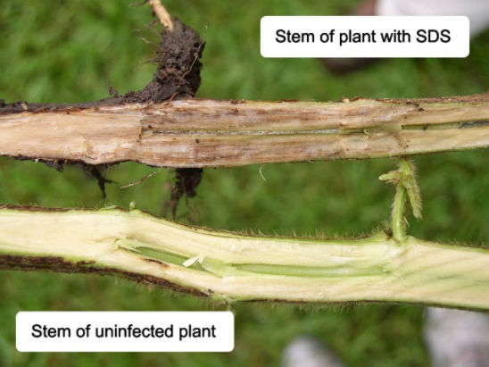 Stem of plant with sudden death syndrome.