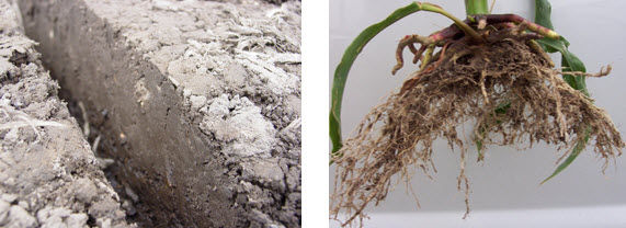 Photos showing sidewall compaction in a seed furrow and stunted corn roots due to sidewall compaction.