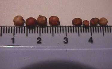 Sorghum seed size comparisons