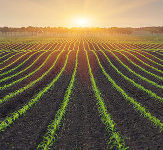 Genome Editing for Crop Improvement