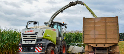Planta de milho com pulgão nas folhas