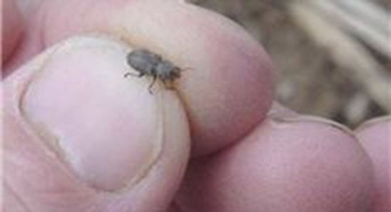 Southern Corn Leaf Beetle