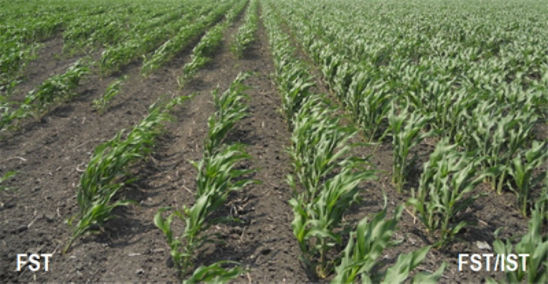 Photo: sorghum research field