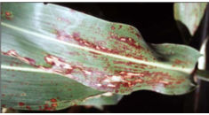 Anthracnose in Grain Sorghum