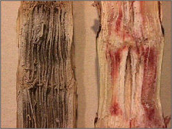 Charcoal Rot  - Grain Sorghum