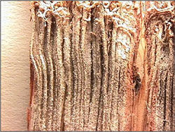 Crazy Top - Stalk Damage - Corn