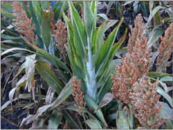 Crazy Top - Grain Sorghum