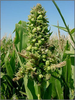 Downy Mildew - Grain Sorghum