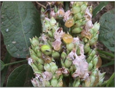 Sorghum Ergot in Grain Sorghum
