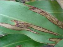 Leaf Blight in Grain Sorghum
