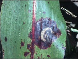 Zonate Leaf Spot in Grain Sorghum