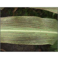 Leaf Stripe in Grain Sorghum