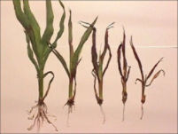 Seedling Blight - Grain Sorghum