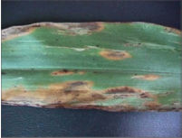 Grain Sorghum - Leaf Blight