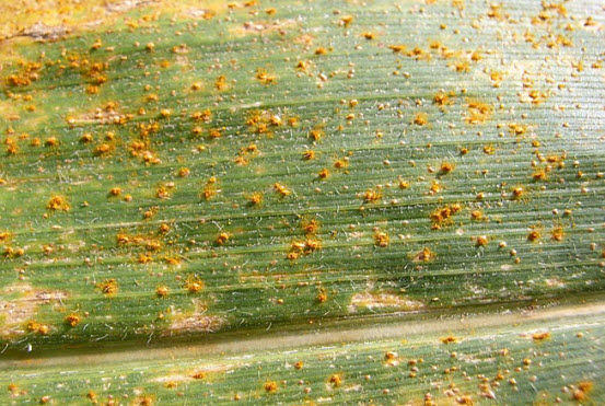 Photo showing typical symptoms of southern rust on corn leaf.