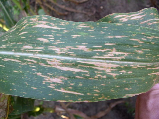 Loss of corn leaf area from Southern leaf blight results in reduced photosynthesis