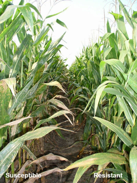 southern leaf blight susceptible and resistant corn hybrids in field