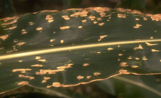 Corn leaf with Southern Leaf Blight