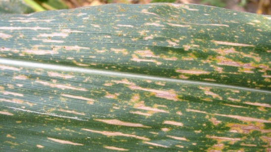 Southern leaf blight lesions on corn