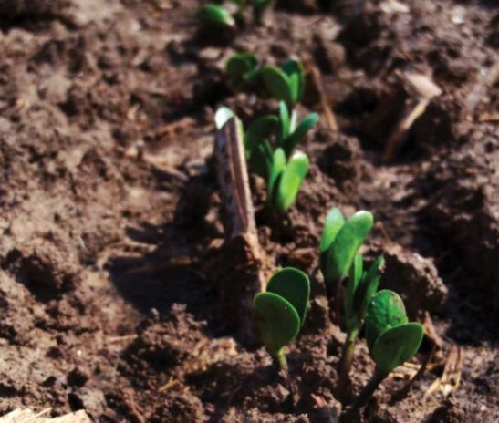 soybean seedlings