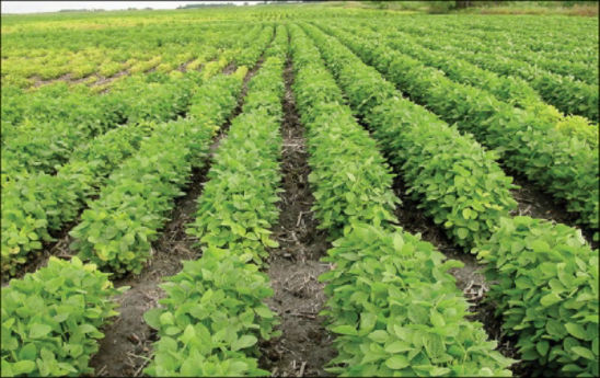 soybean field