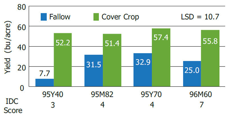 Soybean yield response comparing the impact of a cover crop vs. a fallow field in 2012.