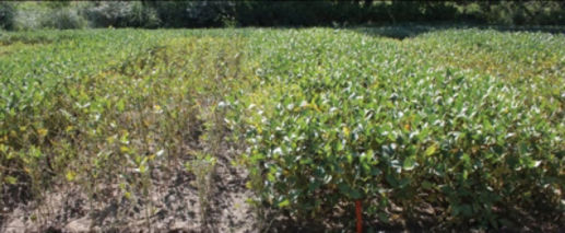 Differences in sudden death syndrome (SDS) symptoms between susceptible (left) and tolerant (right) soybean varieties in a Pioneer/Michigan State University research study.