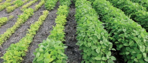 Differences in iron deficiency chlorosis symptoms between susceptible (left) and tolerant (right) varieties.