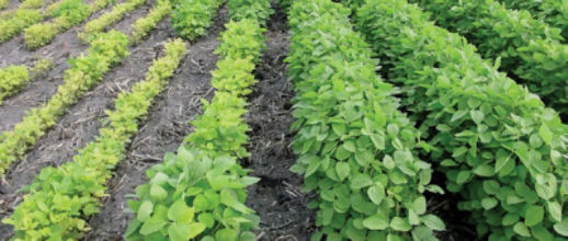 Differences in iron deficiency chlorosis symptoms between susceptible (left) and tolerant (right) varieties.