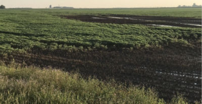 Soybean field damaged from flooding.