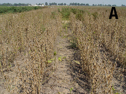Weed-free soybeans.