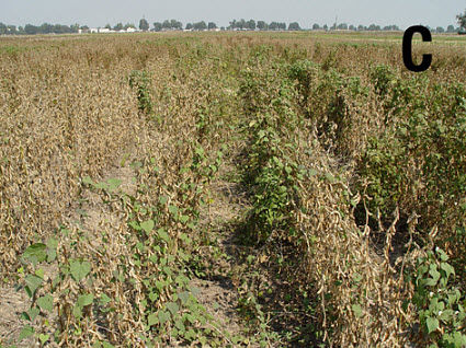Soybeans with 1 pitted morning-glory plant per row foot.