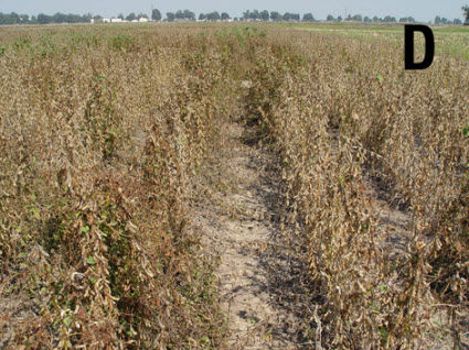 Soybean plants with 1 pitted morningglory plant per row foot treated with a desiccant.