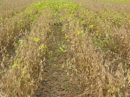Soybeans with no fungicide treatment in foreground vs. fungicide-treated in background.