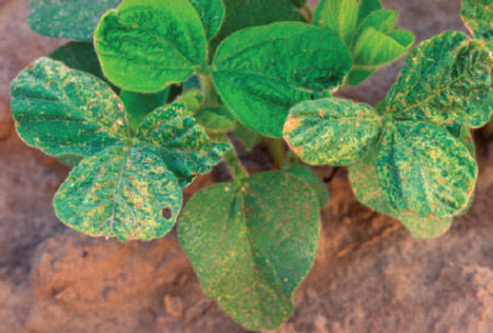 Soybean leaf bronzing due to acifluorfen.