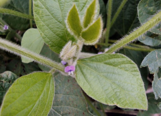 Reproductive growth stage of a soybean plant.