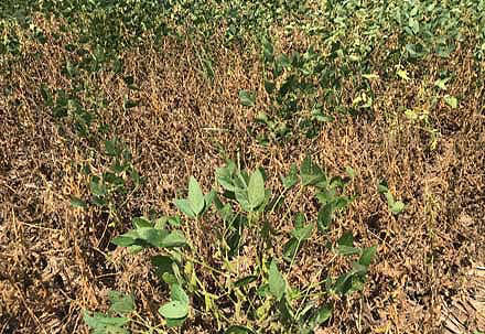 Dead soybean plants due to gall midge injury near the edge of a soybean field. Approximately 95% of plants in this area were dead.