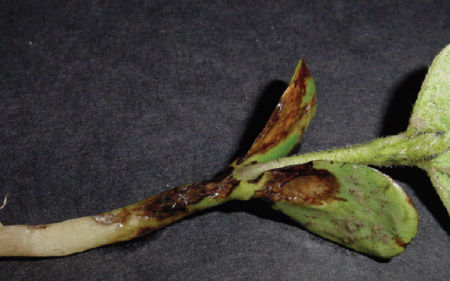 Soybean seedling showing sulfentrazone splash injury.