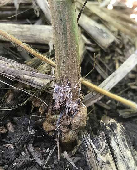 Galls on a soybean stem near the soil surface due to gall midge infestation.