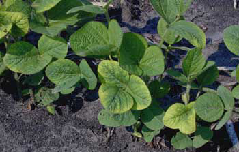 Potassium deficiency in soybeans.