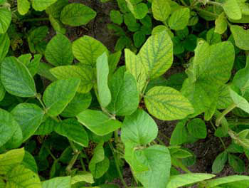 Manganese-deficient soybean plants.