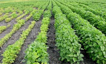 Pioneer (soybean) research plot showing extreme varietal differences in iron deficiency chlorosis tolerance.