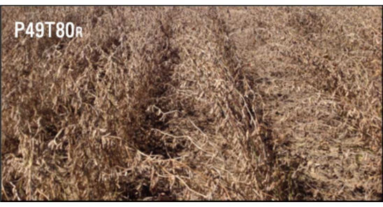 Side-by-side comparison of Pioneer® variety P49T80R grown in 40-inch rows in a 2014 Pioneer® GrowingPoint® agronomy research trial near Leland, Miss.